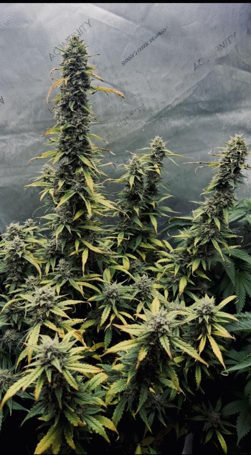 Papaya Cookie FB Auto. Week 9