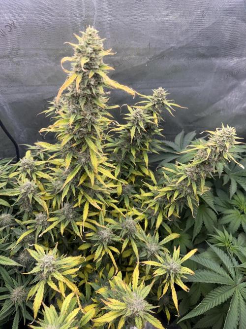 Papaya Cookie FB Auto. Week 9