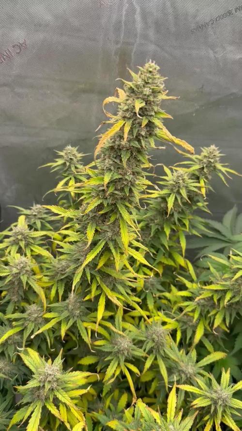 Papaya Cookie FB Auto