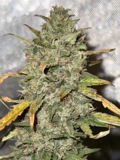 Papaya Cookie FB Auto. Week 9