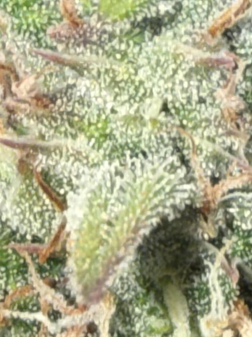 Papaya Cookie FB Auto. Week 9