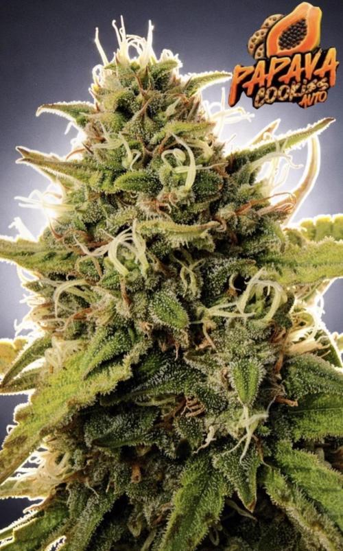 Papaya Cookie FB Auto. Week 9