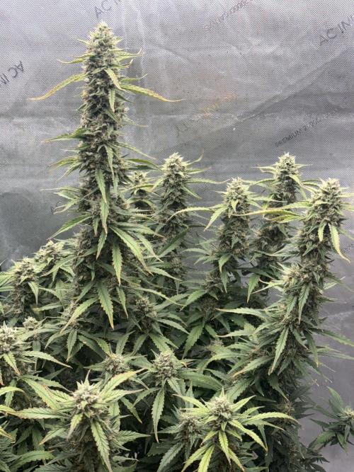 Papaya Cookie FB Auto. Week 9