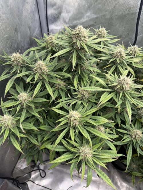 Lemon Cherry Cookies FB Auto. Week 8