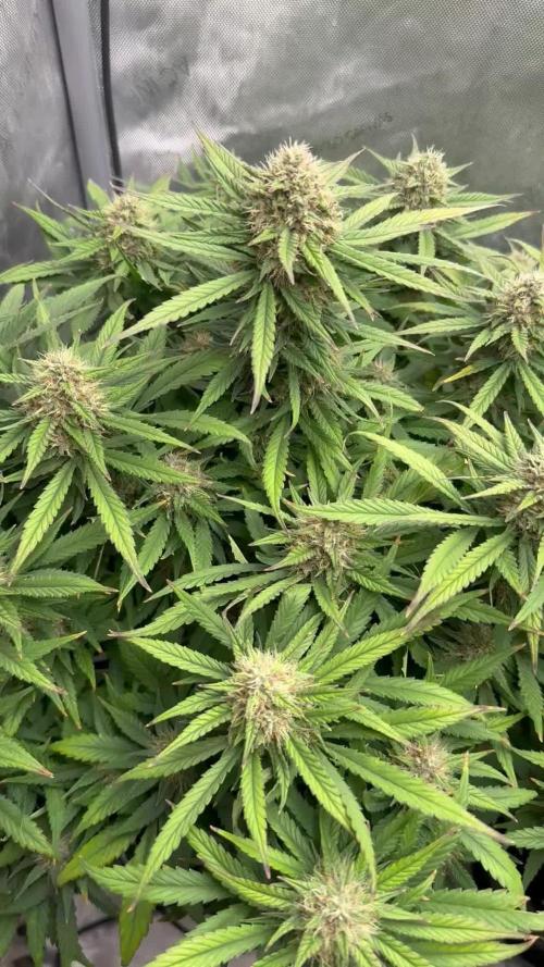 Lemon Cherry Cookies FB Auto