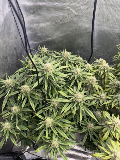 Lemon Cherry Cookies FB Auto. Week 8