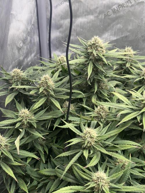 Lemon Cherry Cookies FB Auto. Week 8