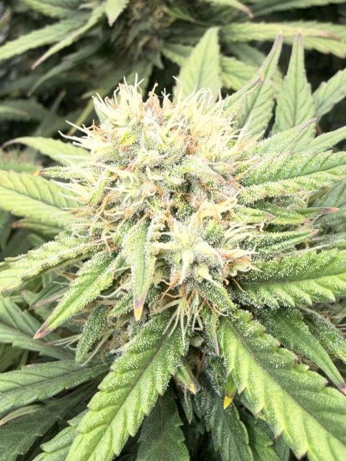 Lemon Cherry Cookies FB Auto. Week 8