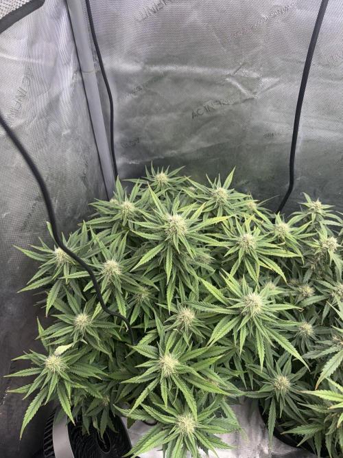 Lemon Cherry Cookies FB Auto. Week 8