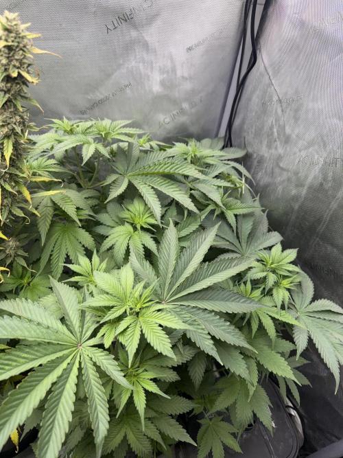 OG KUSH FEM SEEDSMAN Photo. Week 8