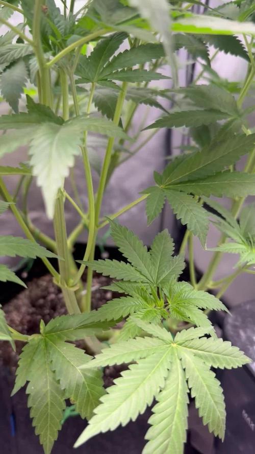 OG KUSH FEM SEEDSMAN Photo