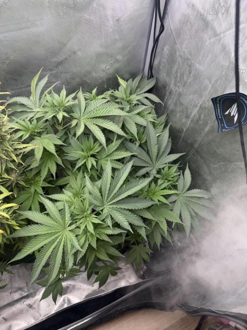 OG KUSH FEM SEEDSMAN Photo. Week 8