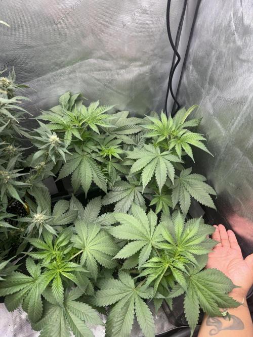 OG Kush Fem Ltd. Edition . Week 8