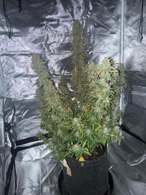Papaya Cookie FB Auto. Week 10