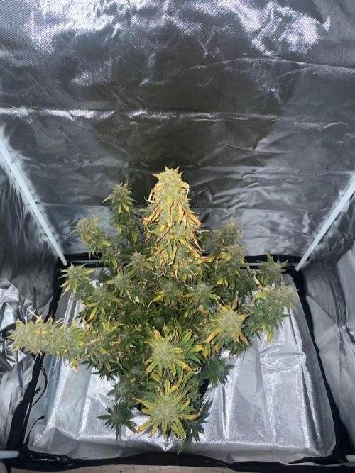 Papaya Cookie FB Auto. Week 10