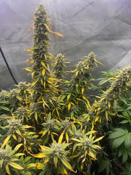 Papaya Cookie FB Auto. Week 10