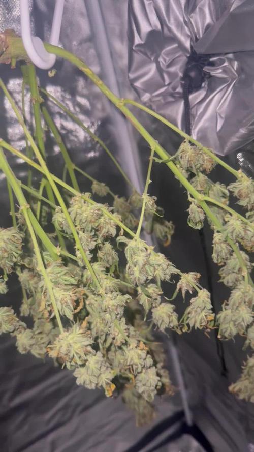 Papaya Cookie FB Auto