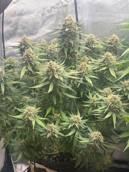 Lemon Cherry Cookies FB Auto. Week 9