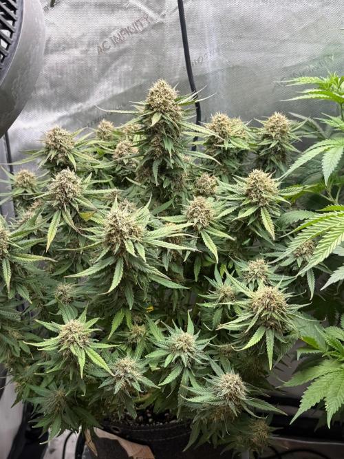 Lemon Cherry Cookies FB Auto. Week 9