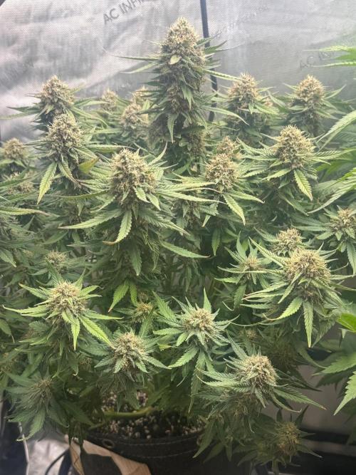 Lemon Cherry Cookies FB Auto. Week 9