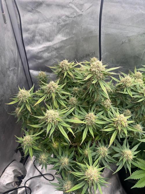 Lemon Cherry Cookies FB Auto. Week 9
