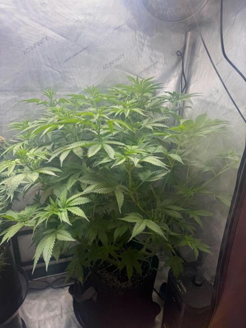 OG KUSH FEM SEEDSMAN Photo. Week 9
