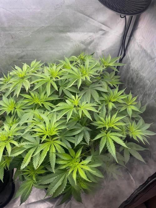 OG KUSH FEM SEEDSMAN Photo. Week 9