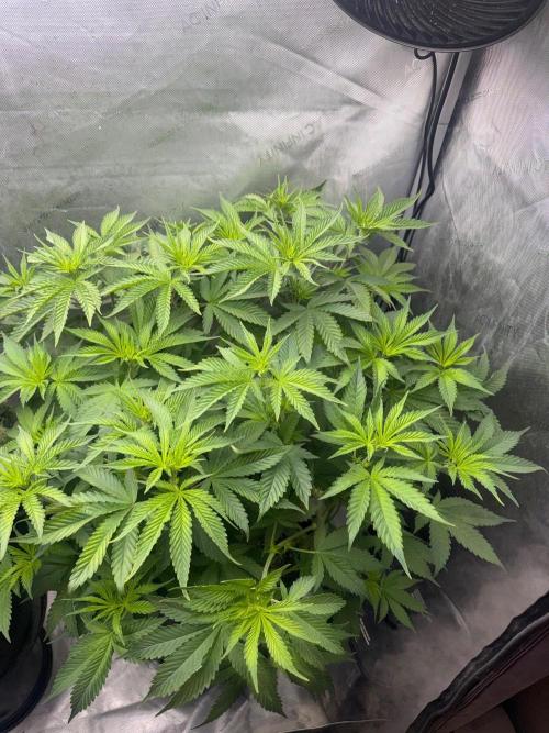 OG KUSH FEM SEEDSMAN Photo. Week 9