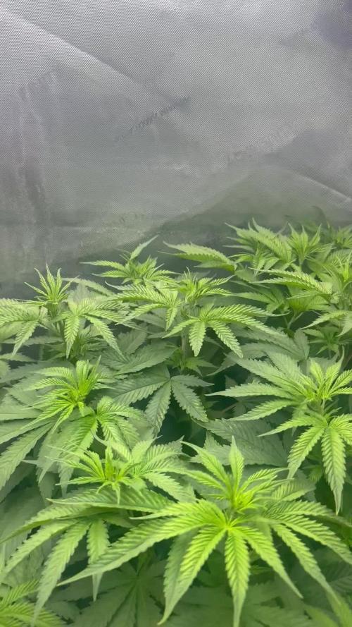 OG KUSH FEM SEEDSMAN Photo
