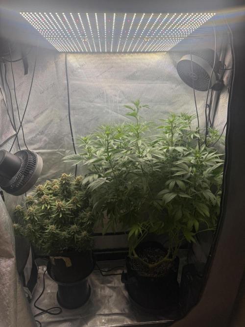 Lemon Cherry Cookies FB Auto. Week 10