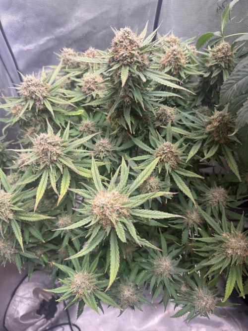 Lemon Cherry Cookies FB Auto. Week 10