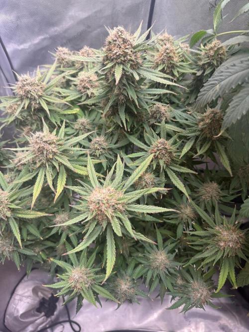 Lemon Cherry Cookies FB Auto. Week 10