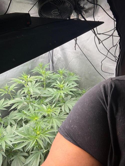 OG KUSH FEM SEEDSMAN Photo. Week 10