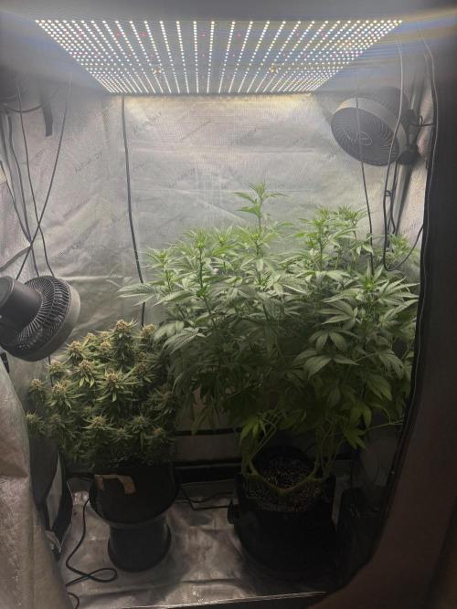 OG KUSH FEM SEEDSMAN Photo. Week 10