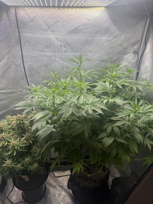 OG KUSH FEM SEEDSMAN Photo. Week 10
