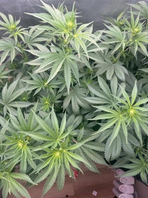 OG KUSH FEM SEEDSMAN Photo. Week 10