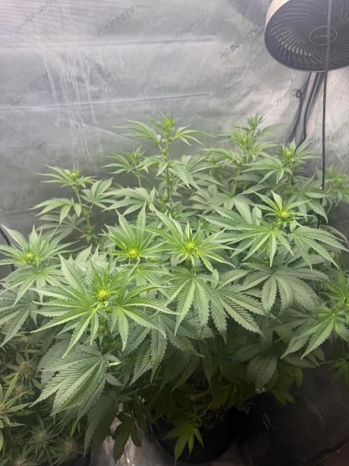 OG KUSH FEM SEEDSMAN Photo. Week 10