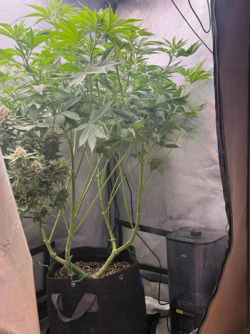 OG KUSH FEM SEEDSMAN Photo. Week 10