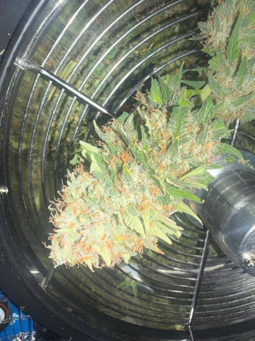 Lemon Cherry Cookies FB Auto. Week 11