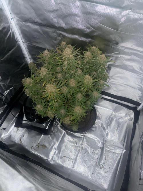 Lemon Cherry Cookies FB Auto. Week 11