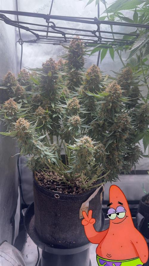 Lemon Cherry Cookies FB Auto. Week 11