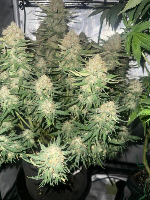 Lemon Cherry Cookies FB Auto. Week 11