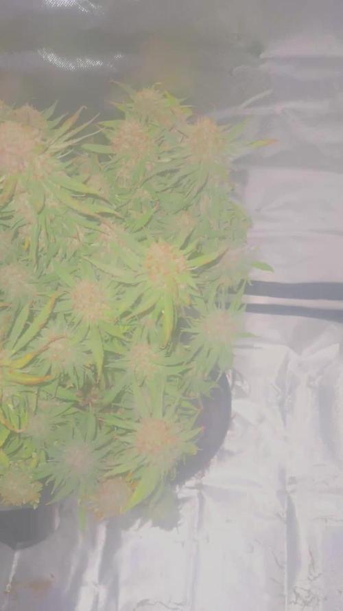 Lemon Cherry Cookies FB Auto