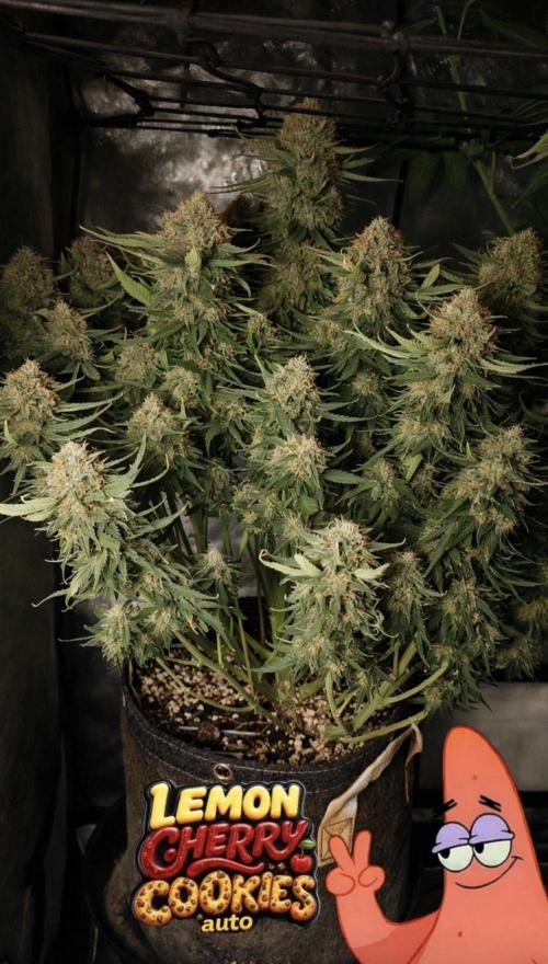 Lemon Cherry Cookies FB Auto. Week 11