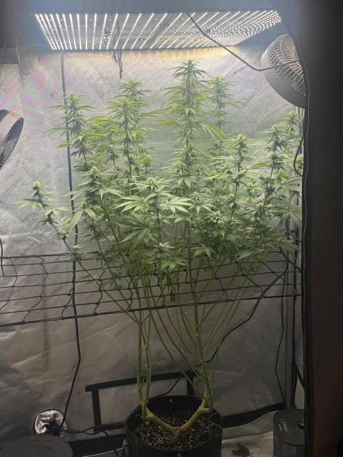 OG KUSH FEM SEEDSMAN Photo. Week 12