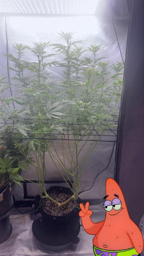 OG KUSH FEM SEEDSMAN Photo. Week 12