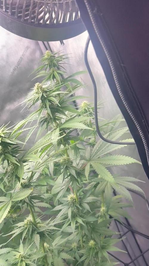 OG KUSH FEM SEEDSMAN Photo