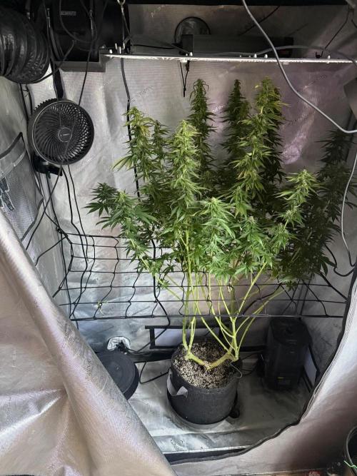 OG KUSH FEM SEEDSMAN Photo. Week 13