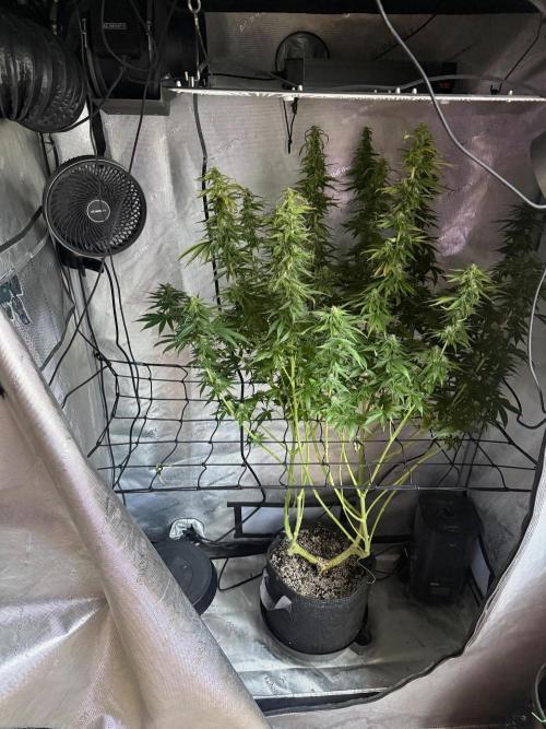 OG KUSH FEM SEEDSMAN Photo. Week 13
