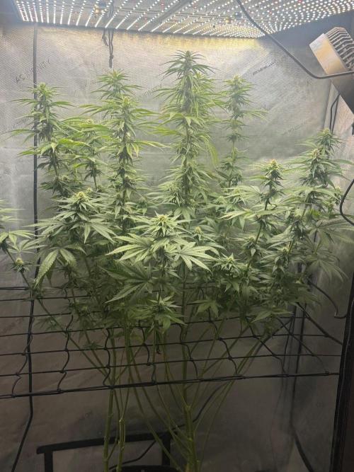 OG KUSH FEM SEEDSMAN Photo. Week 13